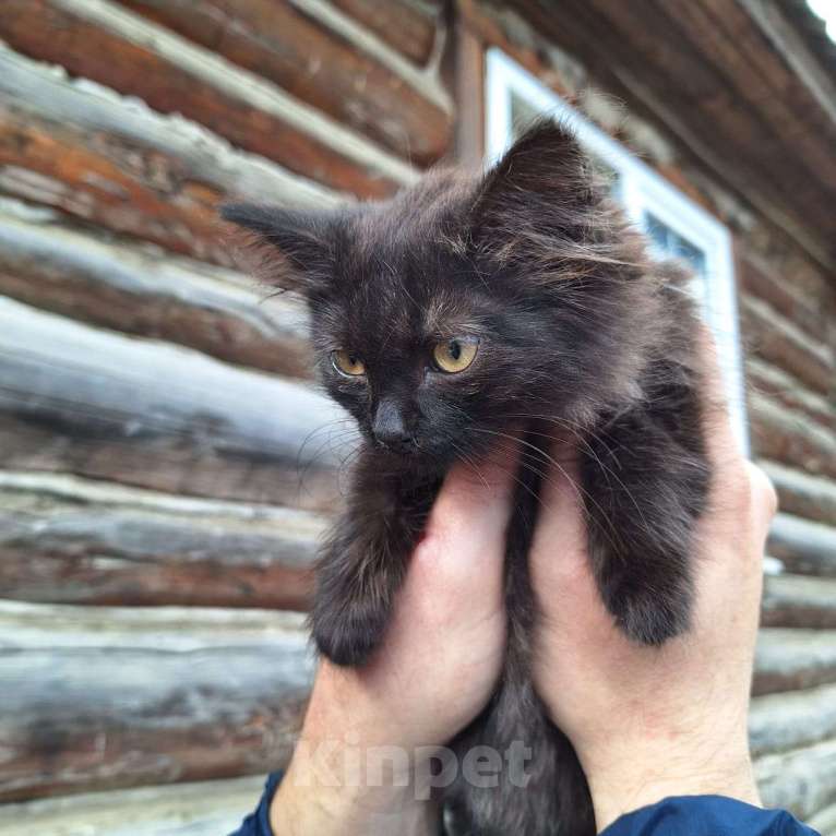 Кошки в Москве: Котенок Гав Мальчик, 10 руб. - фото 1
