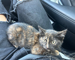 Кошки в Москве: Котенок в добрые руки Девочка, Бесплатно - фото 3