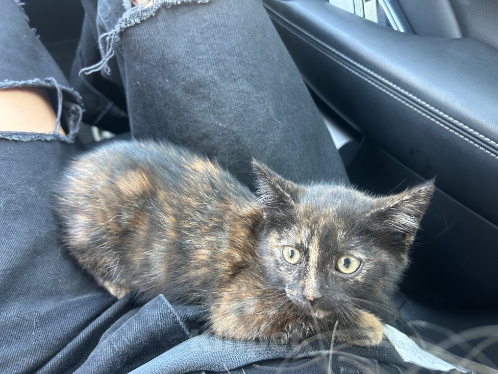 Кошки в Москве: Котенок в добрые руки Девочка, Бесплатно - фото 3