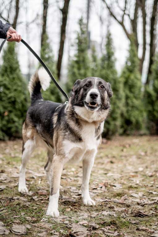 Собаки в Москве: Джек. 5 лет дома и в приют... Мальчик, Бесплатно - фото 3