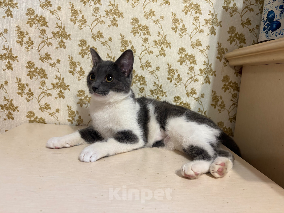 Кошки в Москве: Кошка Облепиха в добрые руки Девочка, Бесплатно - фото 3