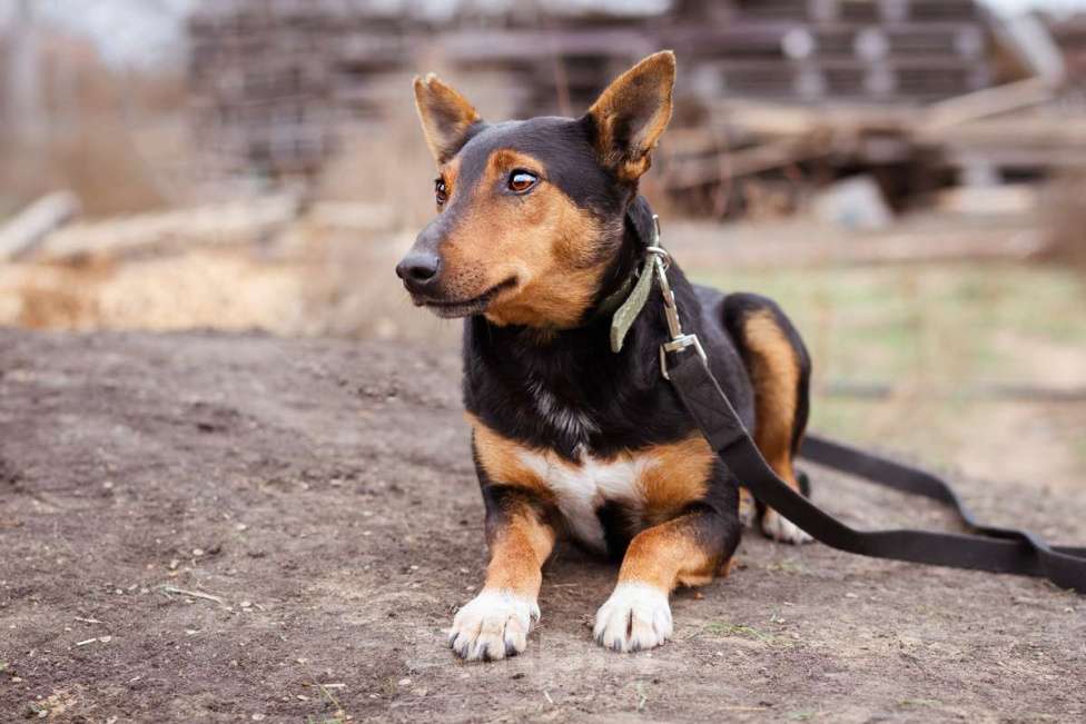 Собаки в Москве: Небольшой пёсик в добрые руки Мальчик, Бесплатно - фото 3