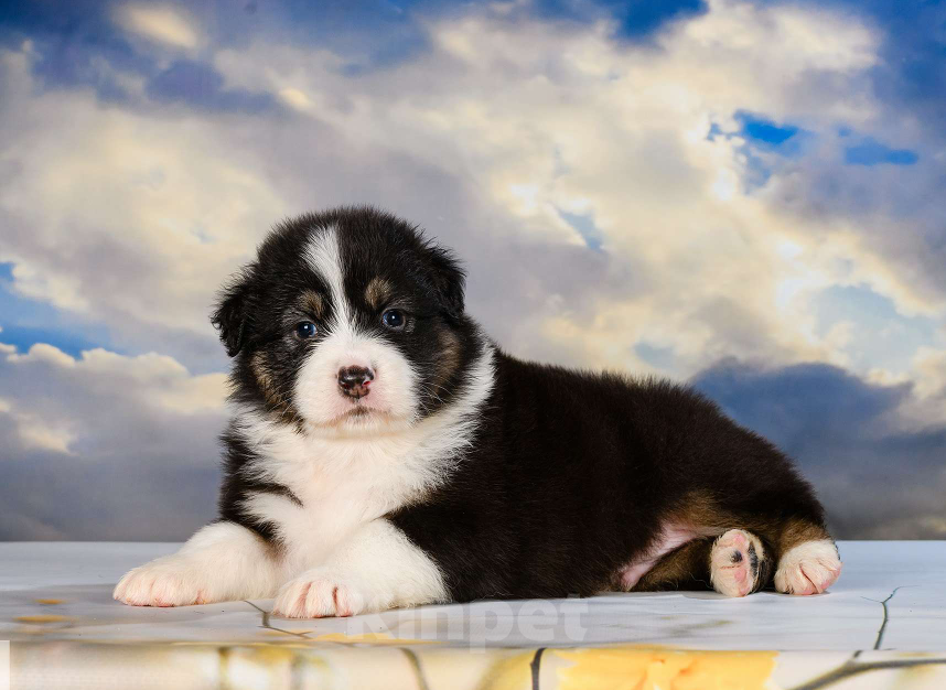 Собаки в Звенигороде: Щенки австралийской овчарки  Рождение 02.06.2025 Девочка, 60 000 руб. - фото 7