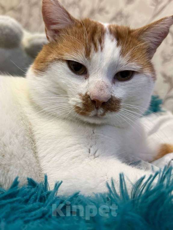 Кошки в Краснодаре: Отдам котика в добрые руки Мальчик, Бесплатно - фото 1