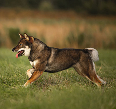 Сикоку (шикоку)