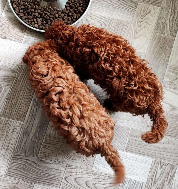 Собаки в Брянске: Той-пудель, щенки Девочка, 50 000 руб. - фото 5