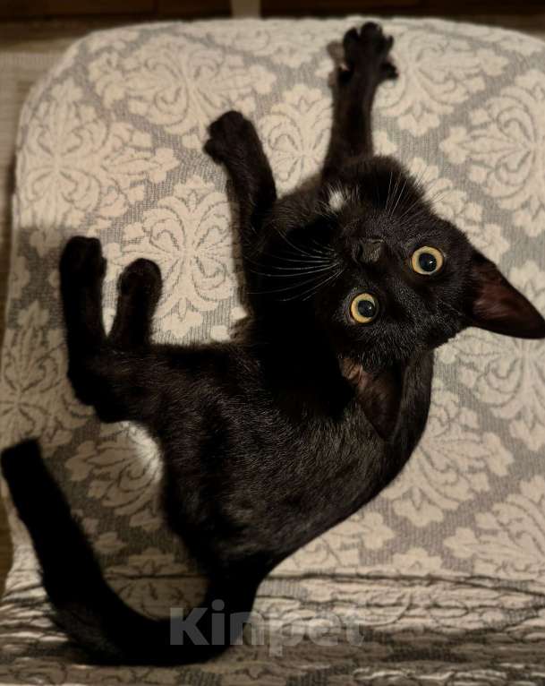 Кошки в Москве: Котёнок в добрые руки Мальчик, Бесплатно - фото 2