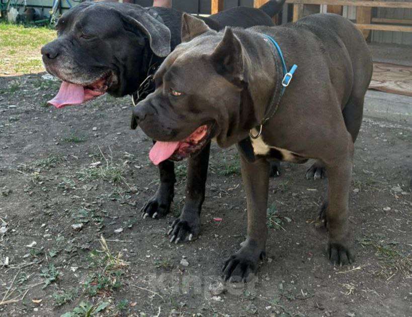 Собаки в других городах Ростовской области: Ищет семью Девочка, 25 000 руб. - фото 3