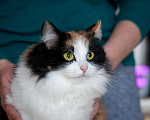 Кошки в Калуге: Трехцветная кошка в добрые руки Девочка, Бесплатно - фото 2
