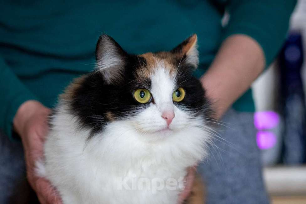 Кошки в Калуге: Трехцветная кошка в добрые руки Девочка, Бесплатно - фото 2