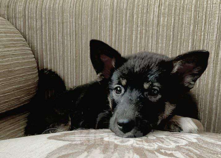 Собаки в Ульяновске:  Мия Девочка, 500 руб. - фото 3