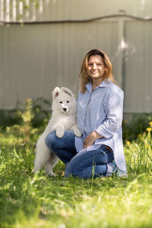Собаки в других городах Московской области: Щенки белой швейцарской овчарки Мальчик, 60 000 руб. - фото 2
