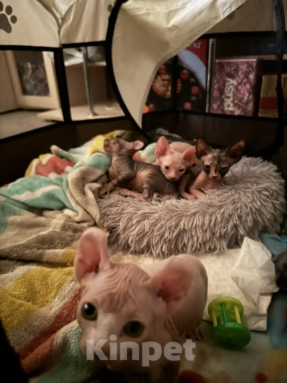 Кошки в Одинцово: Продадим прекрасных котят в добрую, любящую семью Разнополые, 15 000 руб. - фото 1