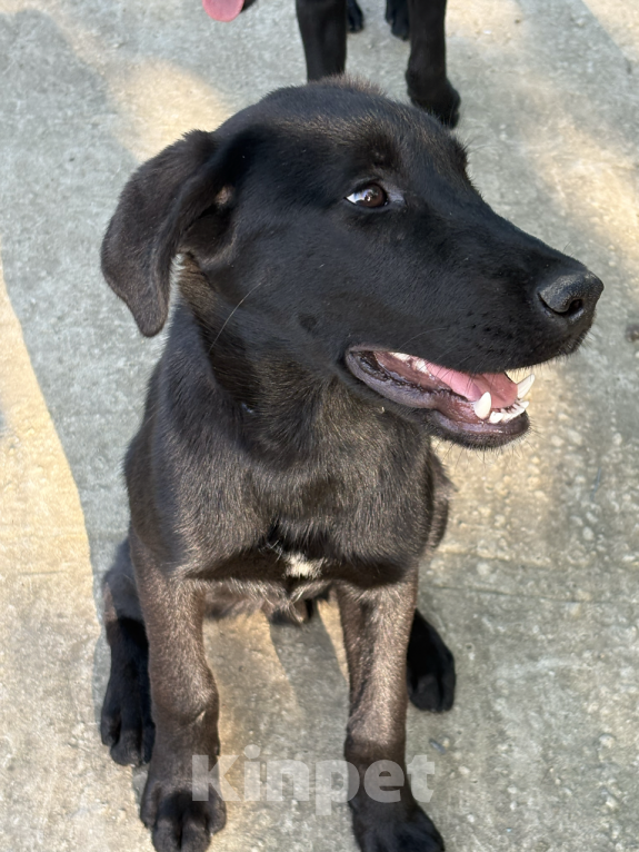 Собаки в других городах Краснодарского края: Уникальный щенок «ризеновчарик» мальчик Люк Мальчик, 1 000 руб. - фото 7