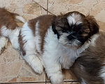 Собаки в Санкт-Петербурге: Девочка ши-тцу бело-золотая Девочка, 40 000 руб. - фото 1