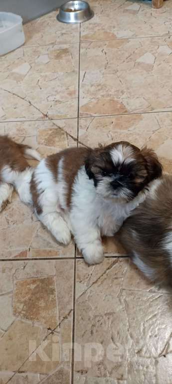 Собаки в Санкт-Петербурге: Девочка ши-тцу бело-золотая Девочка, 40 000 руб. - фото 1