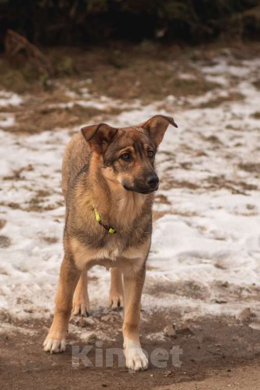 Собаки в Красногорске: Даша, 6 месяцев  Девочка, Бесплатно - фото 4