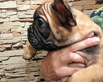 Собаки в Барнауле: Французский бульдог щенки Девочка, 40 000 руб. - фото 2