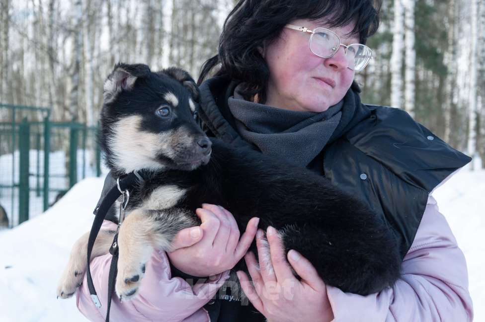 Собаки в Ногинске: Ливерпулькин в поисках семьи Мальчик, Бесплатно - фото 9