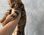Кошки в Москве: Котенок бенгальский Мальчик, 40 000 руб. - фото 2