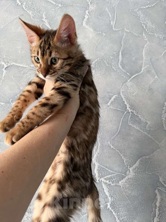 Кошки в Москве: Котенок бенгальский Мальчик, 40 000 руб. - фото 2