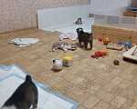 Собаки в Кашире: Щенок Алабая Мальчик, 25 000 руб. - фото 5