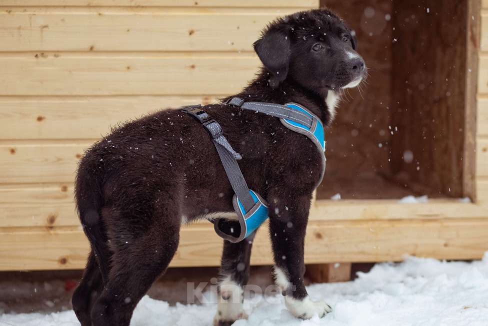 Собаки в Москве: щенок Тим ждет семью в приюте Мальчик, Бесплатно - фото 6