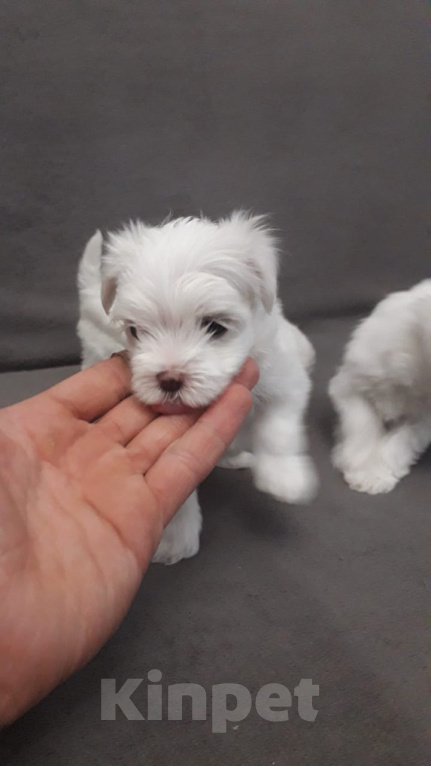 Собаки в Волжском: Мальтийская болонка мини  Девочка, 30 руб. - фото 2