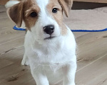 Собаки в других городах Ленинградской области: Джек Рассел, щенки мальчики Мальчик, Бесплатно - фото 4