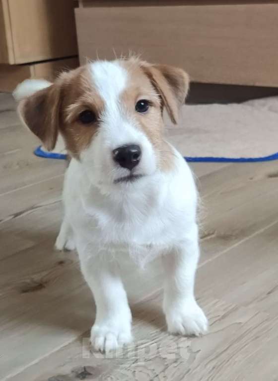 Собаки в других городах Ленинградской области: Джек Рассел, щенки мальчики Мальчик, Бесплатно - фото 4