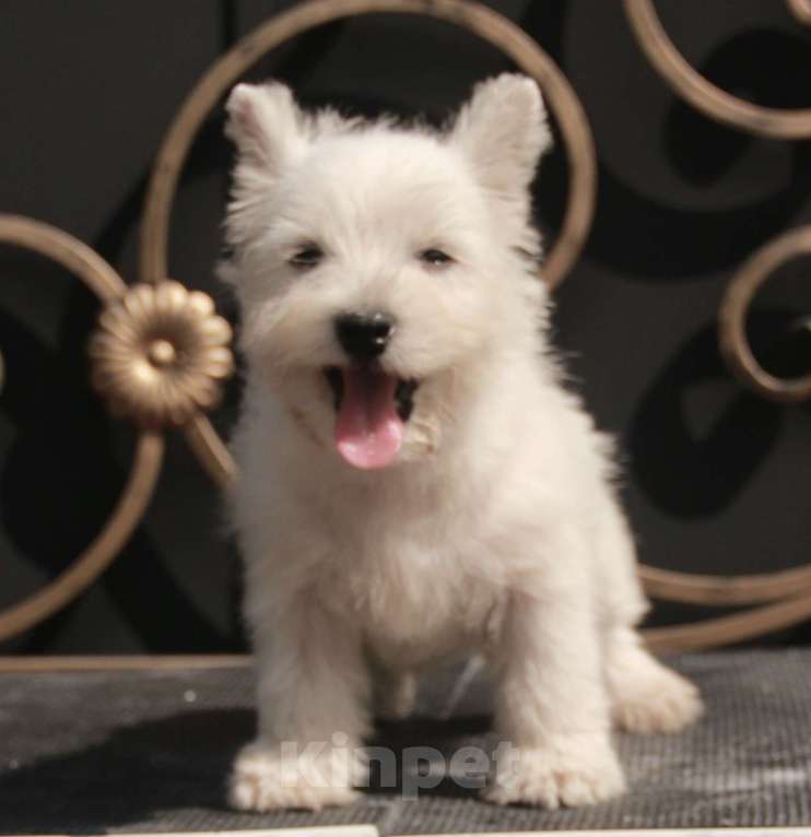Собаки в Москве: вест хайленд вайт терьер щенок девочка Девочка, 100 000 руб. - фото 2