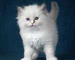 Кошки в Москве: Девочка Рэгдолл самая нежная Девочка, 70 000 руб. - фото 1