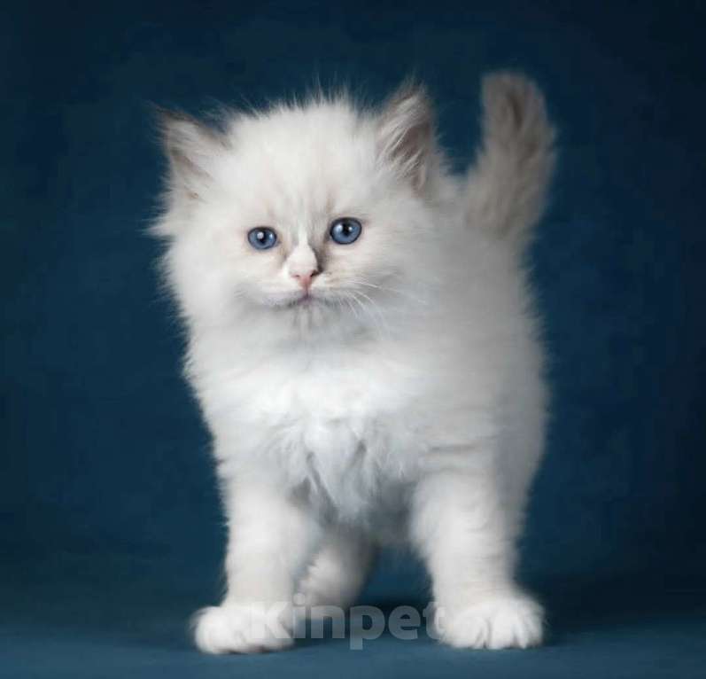 Кошки в Москве: Девочка Рэгдолл самая нежная Девочка, 70 000 руб. - фото 1