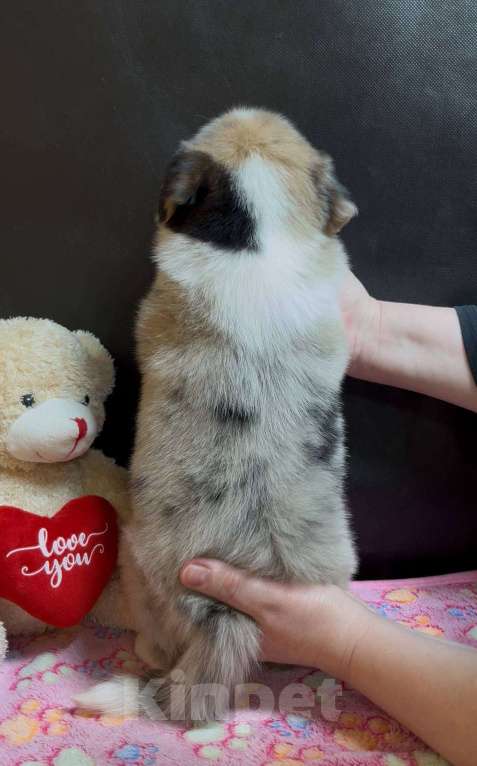 Собаки в других городах Московской области: Бордер колли мраморные малыши Девочка, 90 000 руб. - фото 2