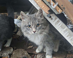Кошки в Асбесте: Котята, 1 руб. - фото 1