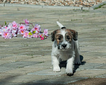 Собаки в Одинцово: Джек рассел терьера щенок Девочка, 40 000 руб. - фото 6