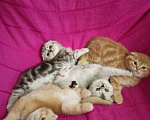 Кошки в Краснодаре: Шикарные вислоухие шотландские котята, 8 000 руб. - фото 1