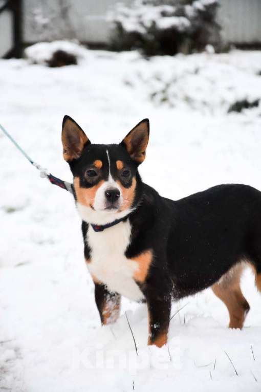 Собаки в Москве: Американский булли в добрые руки Девочка, Бесплатно - фото 2