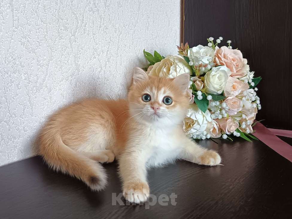 Кошки в Краснодаре: Золотая шоколадная шиншилла  Девочка, 30 000 руб. - фото 2