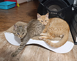 Кошки в Брянске: Котята в добрые и надежные ручки Разнополые, Бесплатно - фото 9