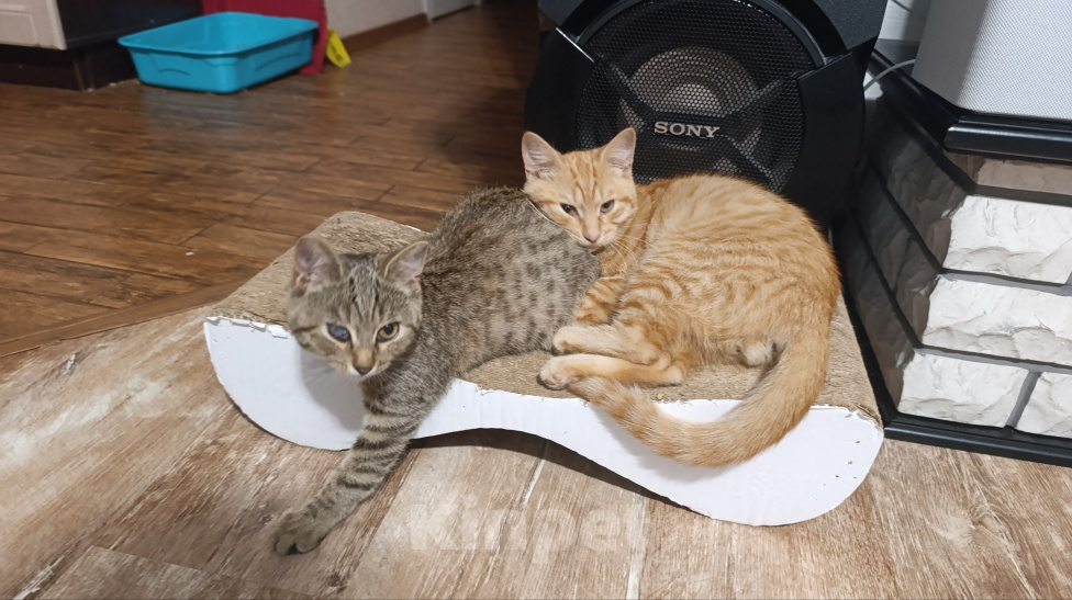 Кошки в Брянске: Котята в добрые и надежные ручки Разнополые, Бесплатно - фото 9