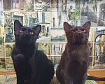 Кошки в Кирове: Бомбей - фантастика в мире кошек Мальчик, 45 000 руб. - фото 3