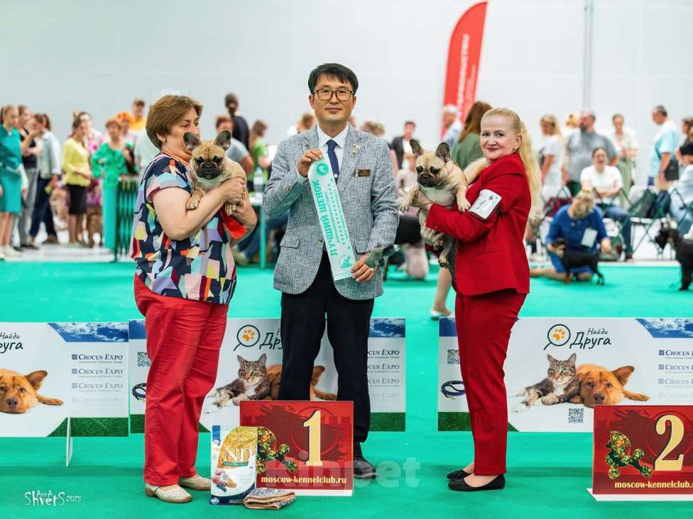 Собаки в других городах Московской области: Щенок французского бульдога Мальчик, 100 000 руб. - фото 4