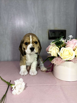 Объявление: Алиментный щенок Бигль (Годсенд VIP), 60 000 руб., Ступино