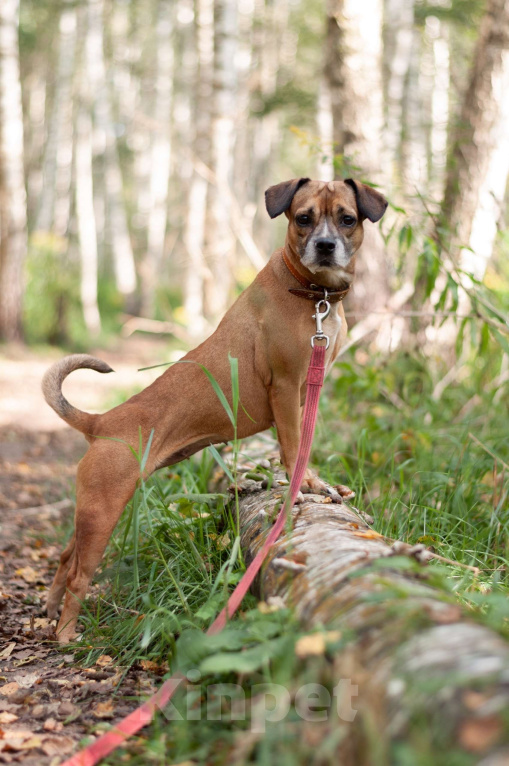 Собаки в Ногинске: Диночка - метис француза в поисках семьи Девочка, Бесплатно - фото 4