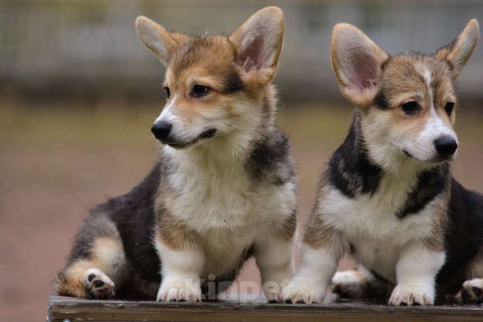 Собаки в Санкт-Петербурге: Счастье в дом Мальчик, 45 000 руб. - фото 6