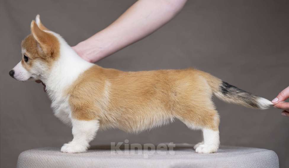 Собаки в Перми: Щенки вельш корги пемброк девочки Девочка, 40 000 руб. - фото 2