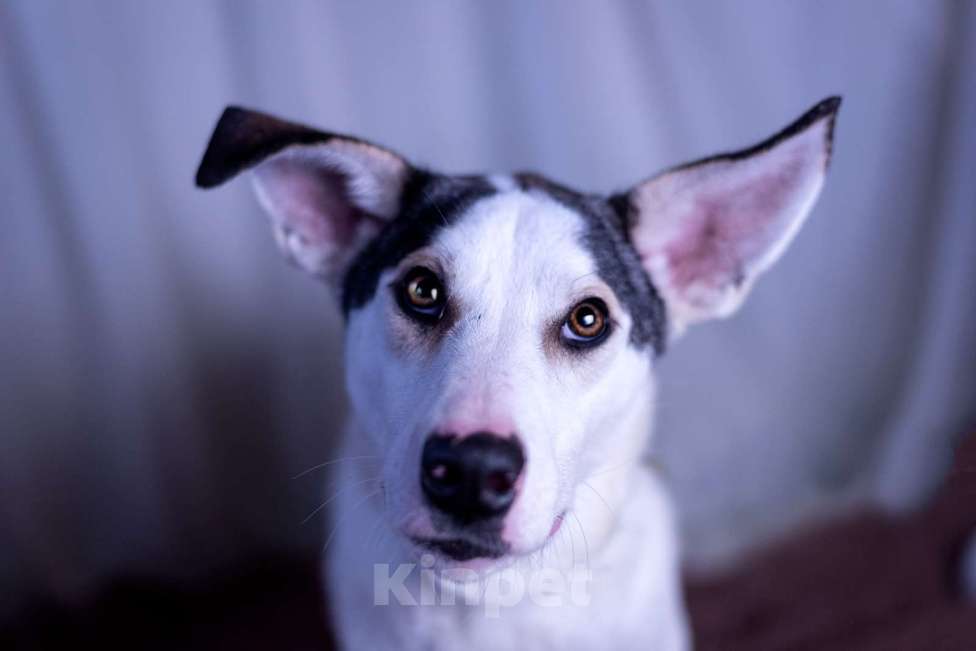 Собаки в других городах Московской области: Нильс мальчик Мальчик, Бесплатно - фото 2