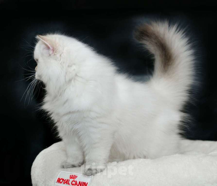 Кошки в Рыбинске: Британский длинношерстный мальчик 3 мес Мальчик, 30 000 руб. - фото 4