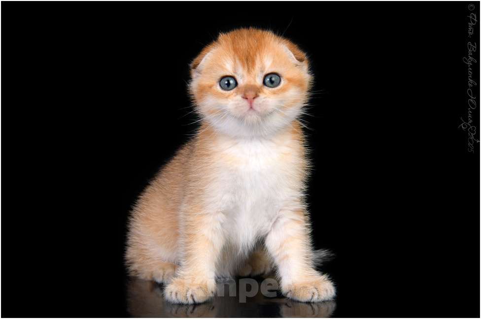 Кошки в Геленджике: Шотландская вислоухая кошка золотая шиншилла Девочка, 75 000 руб. - фото 5